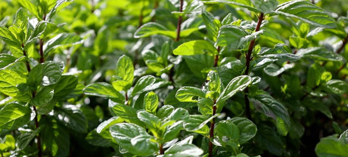 WhatsApp Image 2025-12-08 at 12.41.02_4d00c0ca